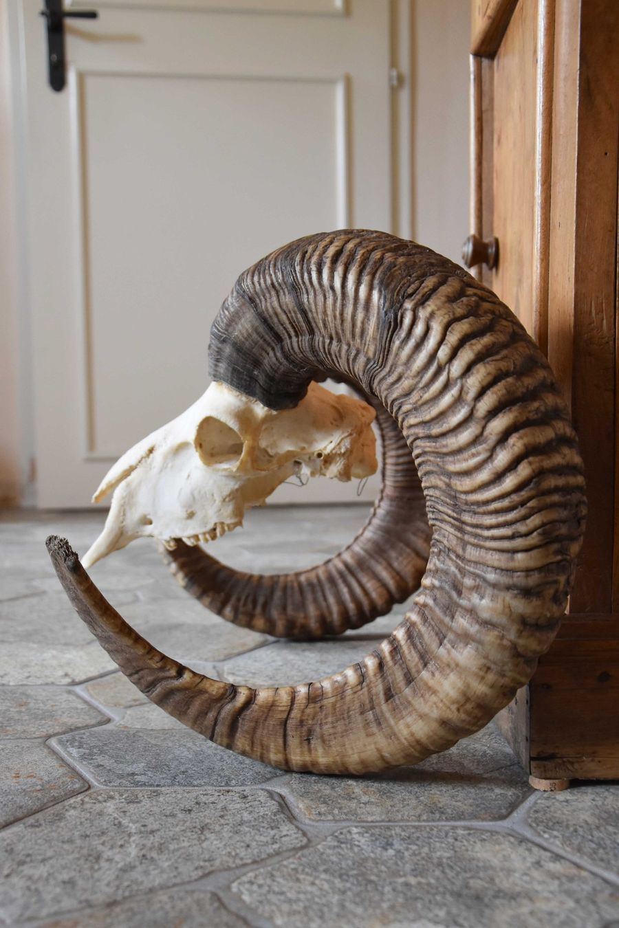 Il mondo degli animali: Crane de Mouflon médaillé d'Or 93/92cm – Nuovo (secondo la descrizione) da Vaulion venduto da sambigben 2