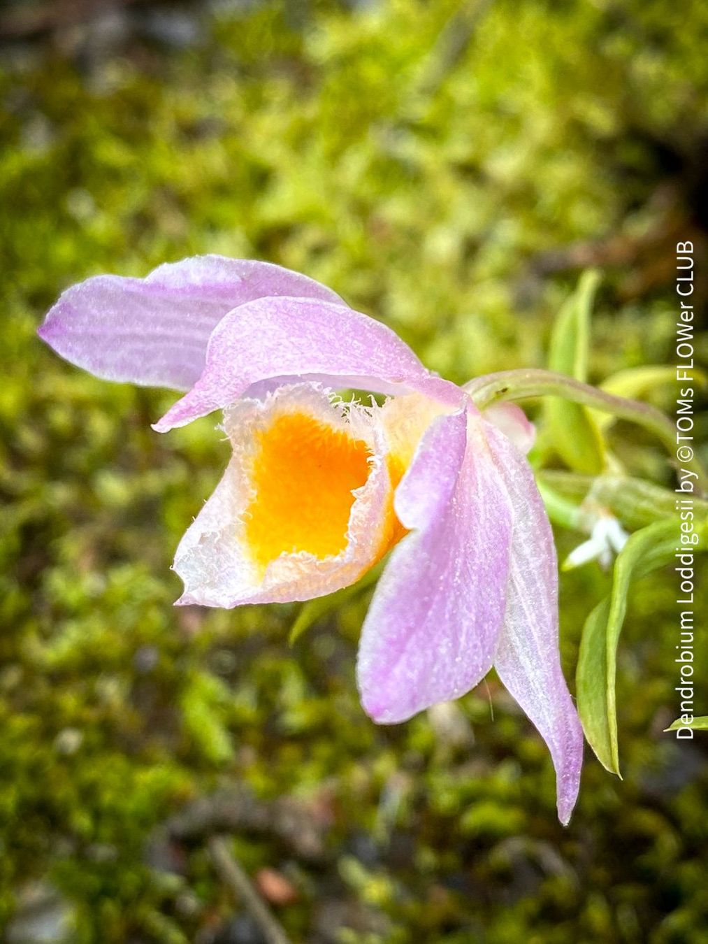 Pflanzen & Samen: Dendrobium Loddigesii - bezaubernde Miniatur Orchidee – Neu und originalverpackt aus Adliswil von TAKEYOURPLANT 8