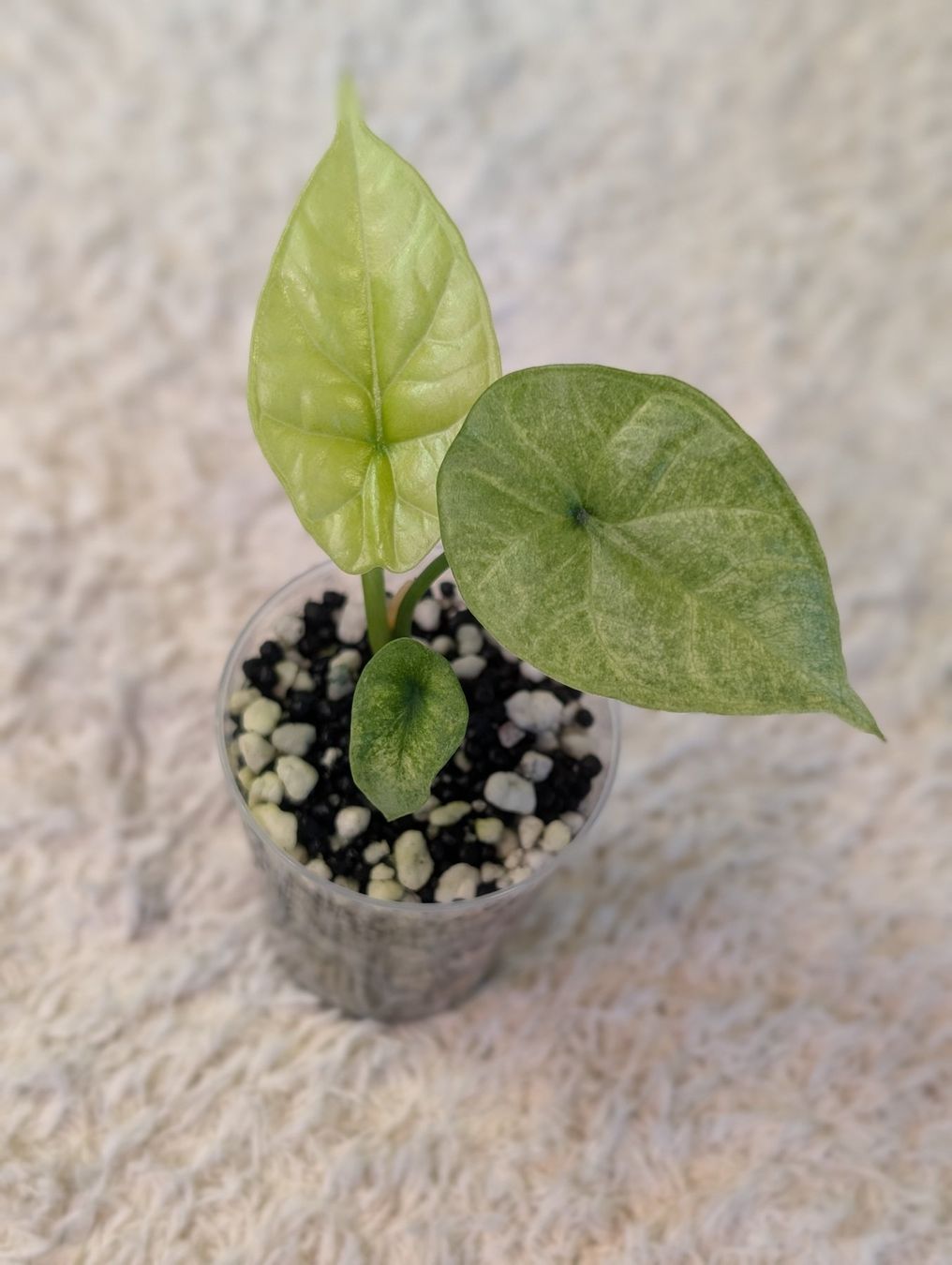 Piante & sementi: Alocasia Sinuata Mint Variegata – Nuovo (secondo la descrizione) da Faulensee venduto da plantmama