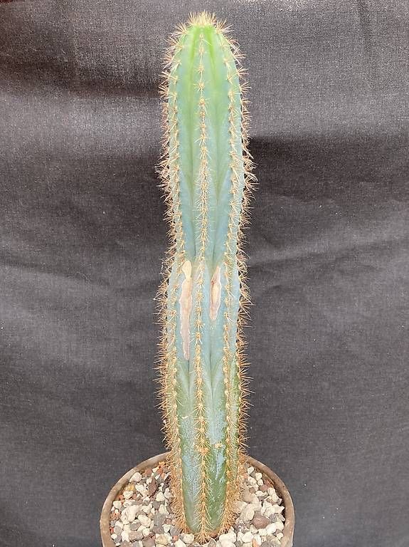 Piante & sementi: Kaktus Pilosocereus azureus – Usato da Liestal venduto da PrebenZwei 1