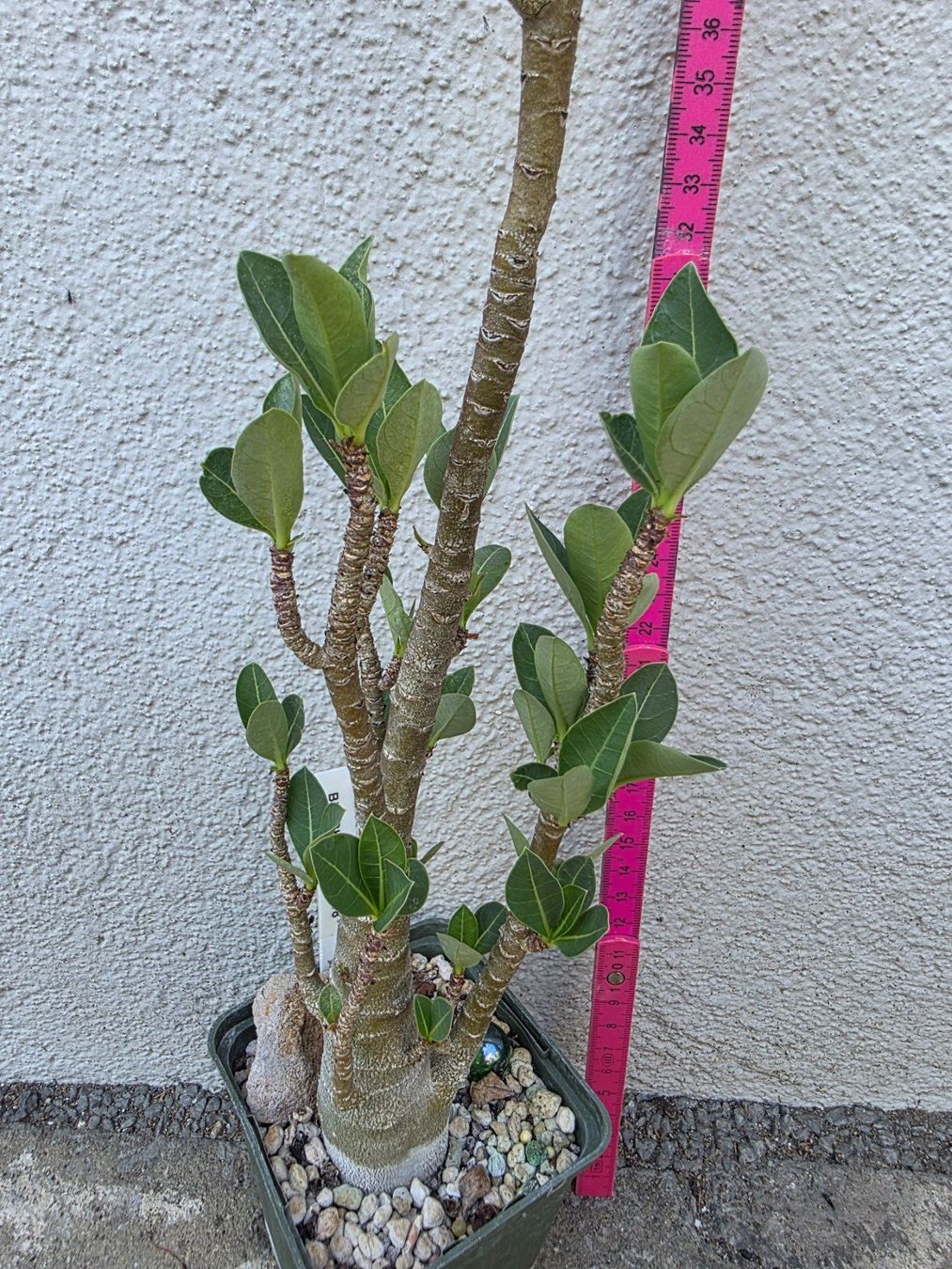 Plantes & graines: Adenium arabicum "Black Hawk" / Wüstenrose – D'occasion à Thalheim par silvara01 1