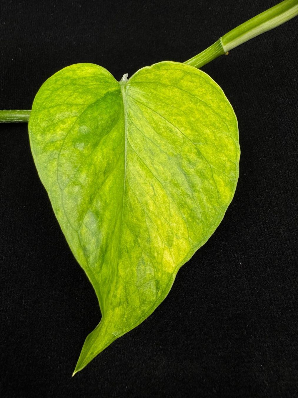 Piante & sementi: Epipremnum aureum 'Teruno Himiko' – Nuovo (secondo la descrizione) da Bühler venduto da googelibear 4