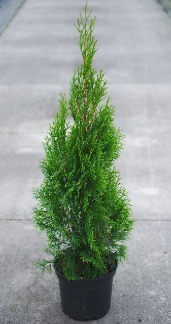 Piante & sementi: Thuja "Smaragd" 60-80cm – Nuovo (secondo la descrizione) da Sursee venduto da pflugshaupt01