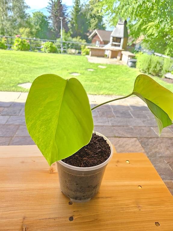 Piante & sementi: Monstera Deliciosa Aurea – Usato da Jona venduto da pau_g7rc 3