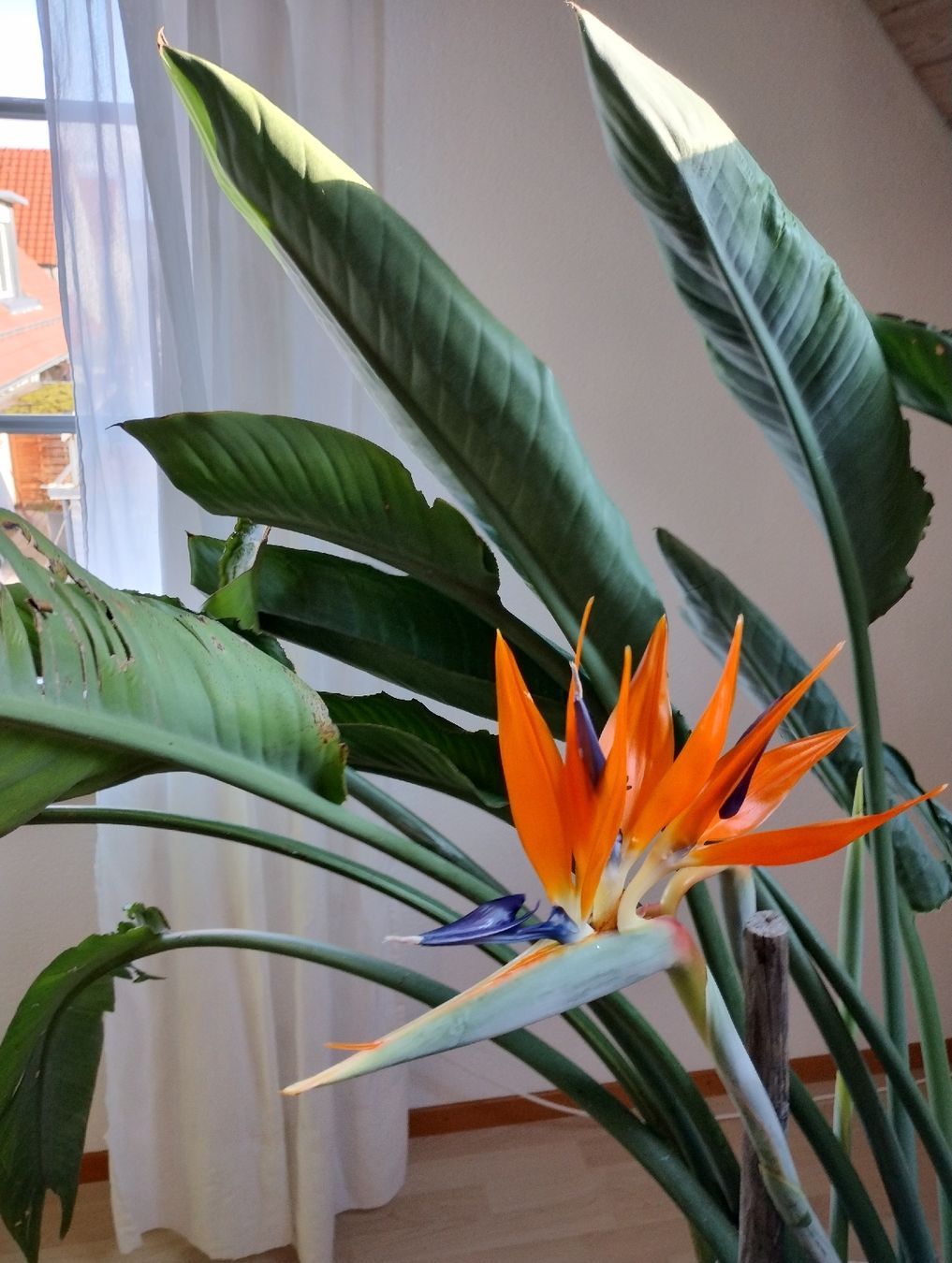 Piante & sementi: Strelitzia regina – Usato da Bättwil venduto da Voegi94
