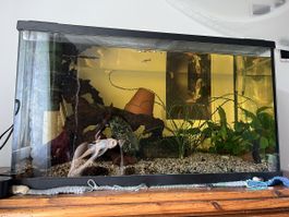 Aquarium 
