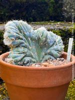 Pilosocereus Leucocephalus Cristata - "alter MannKaktus"