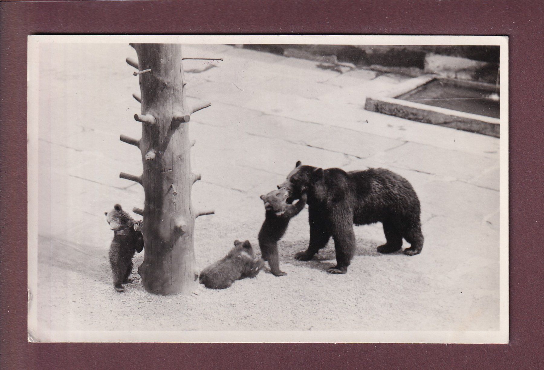 Ansichtskarten: Photo - BERN - Bärengraben - 1943 – Gebraucht aus Pully von nicecards