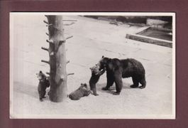Photo - BERN - Bärengraben - 1943