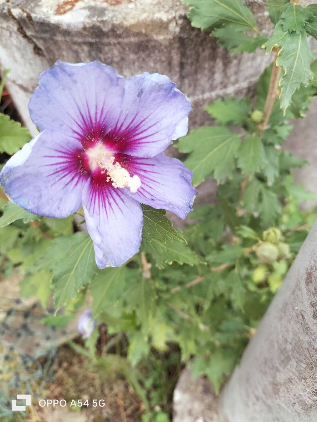 Pflanzen & Samen: Hibiskus  – Gebraucht aus Attelwil von Schneider76 3