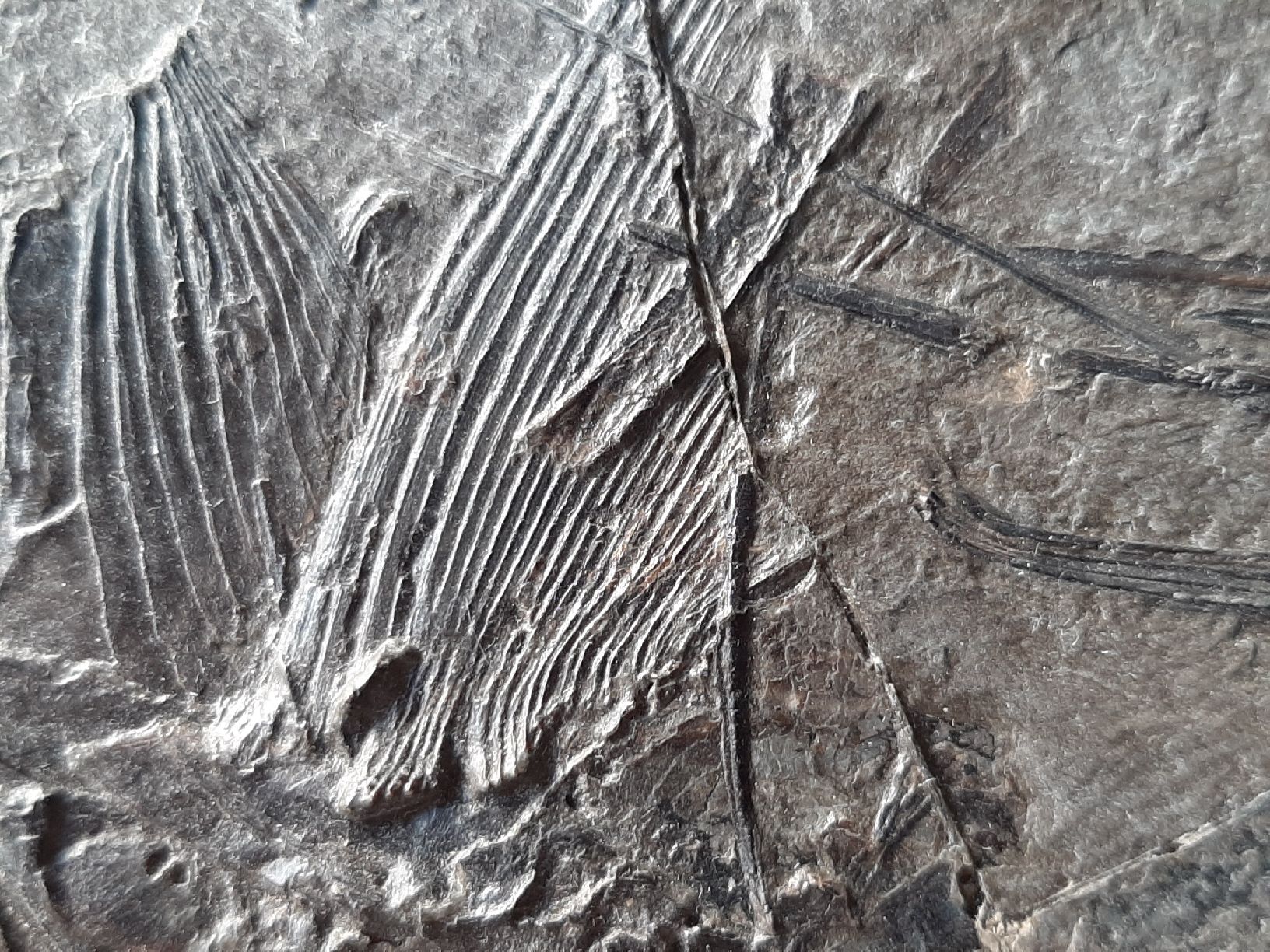 Fossili: Fossiler Raubfisch aus Deutschland – Usato da Rickenbach BL venduto da Oktober68 7