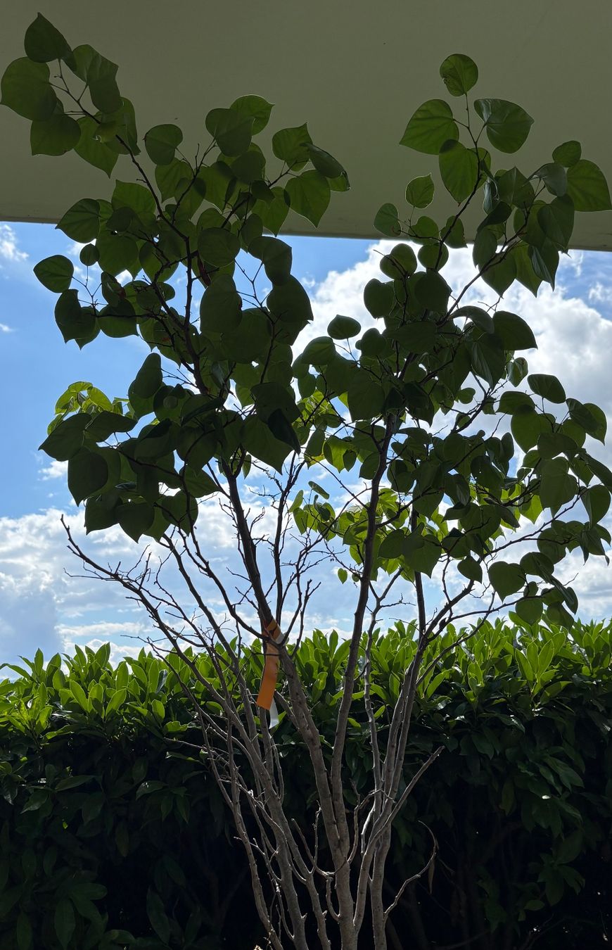 Plantes & graines: Chinesischer Judasbaum – D'occasion à Meilen par Danu_9hfp