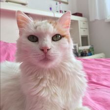 Profile image of Nora_Necko