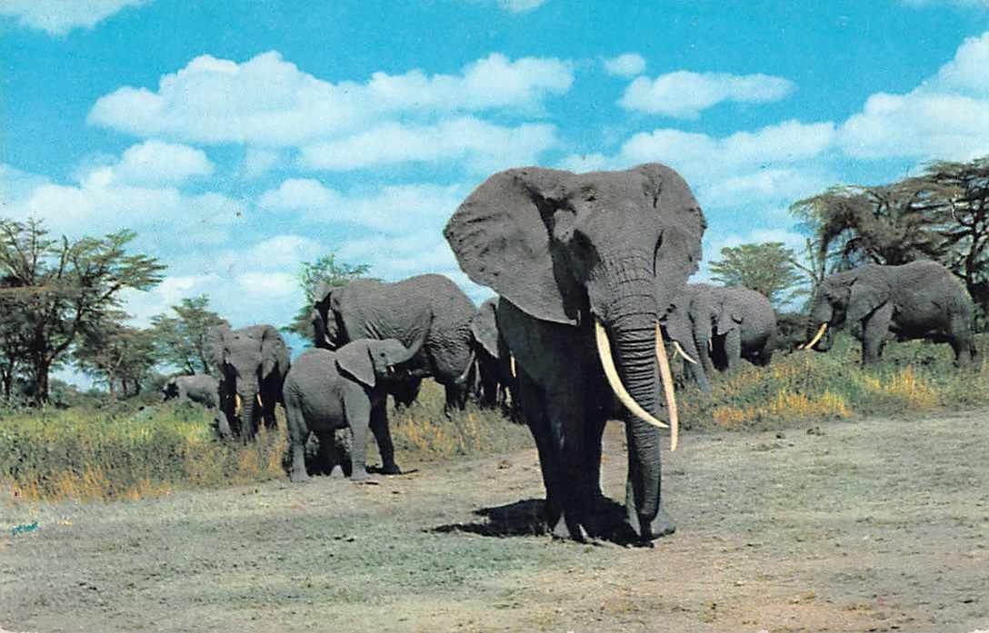 Cartoline postali: EXOTISCHE Ansichtskarte ELEFANT, austaxiert – Usato da Lufingen venduto da TopAnsichtskarten