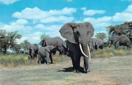 EXOTISCHE Ansichtskarte ELEFANT, austaxiert