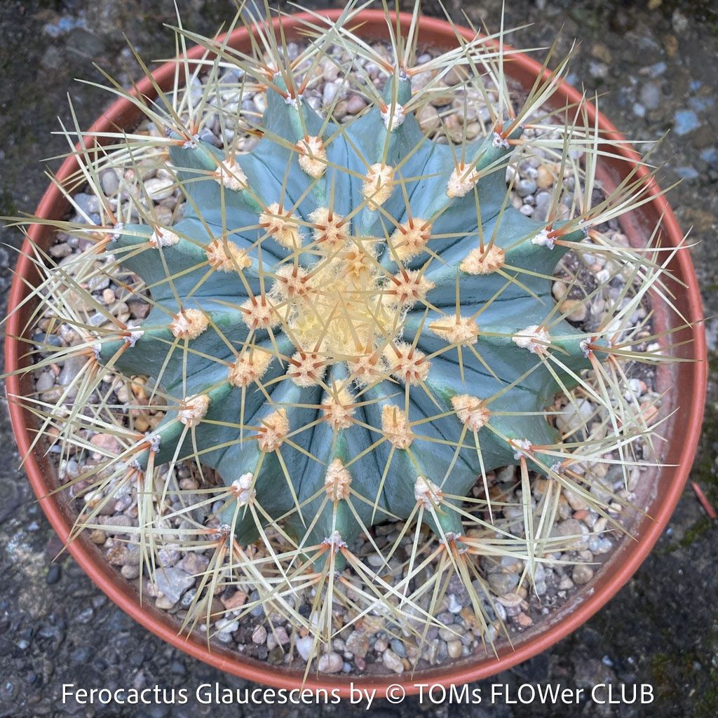 Pflanzen & Samen: Ferocactus Glaucescens - "Blue Barrel Cactus" - einzigartig – Neu und originalverpackt aus Adliswil von astom369 6