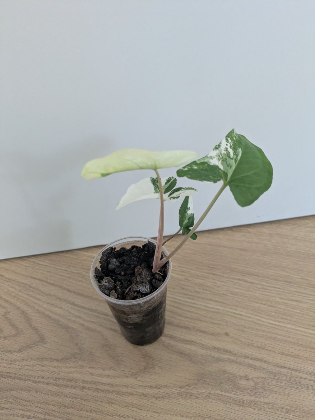 Piante & sementi: Syngonium albo variegata - Rare – Usato da Winkel venduto da Kade50 3