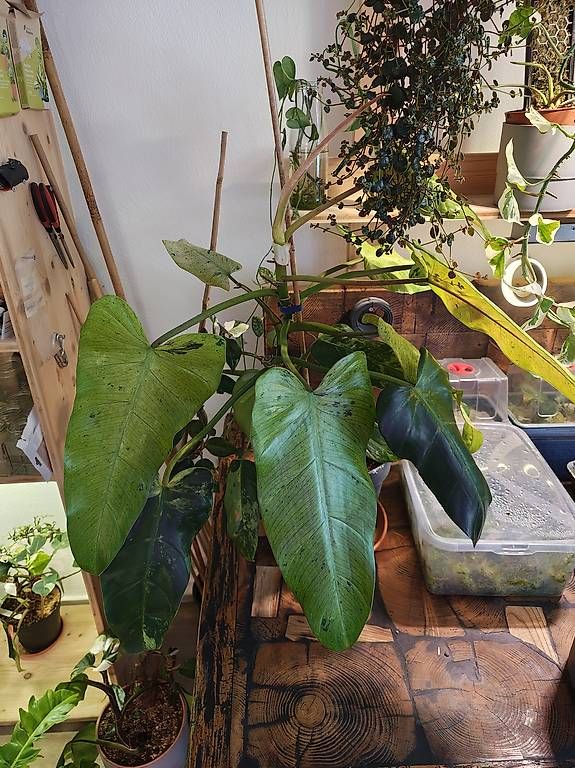 Pflanzen & Samen: Philodendron Whippleway Varigata – Gebraucht aus Dürnten von AmstutzHolzdesign