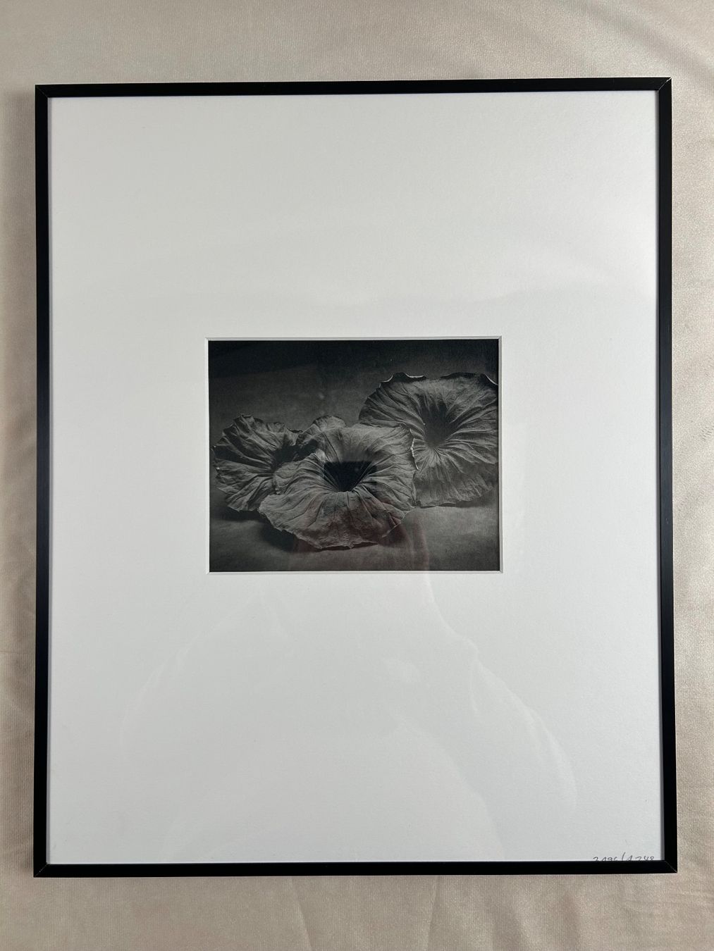 Foto & Immagini: Originalfotografie Sheila Rock "Lotus" – Usato da Eschenbach LU venduto da rog_y5bx 3