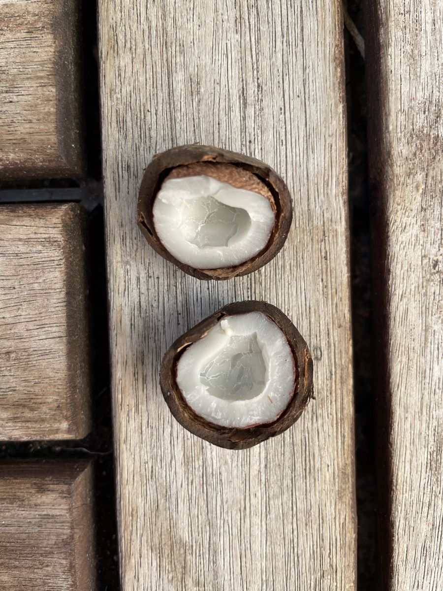 Cibi & Specialità: Schweizer Mini-Kokosnüssli (Coquitos) – Nuovo e nell'imballaggio originale da Kriens venduto da p_ART_rizia 4