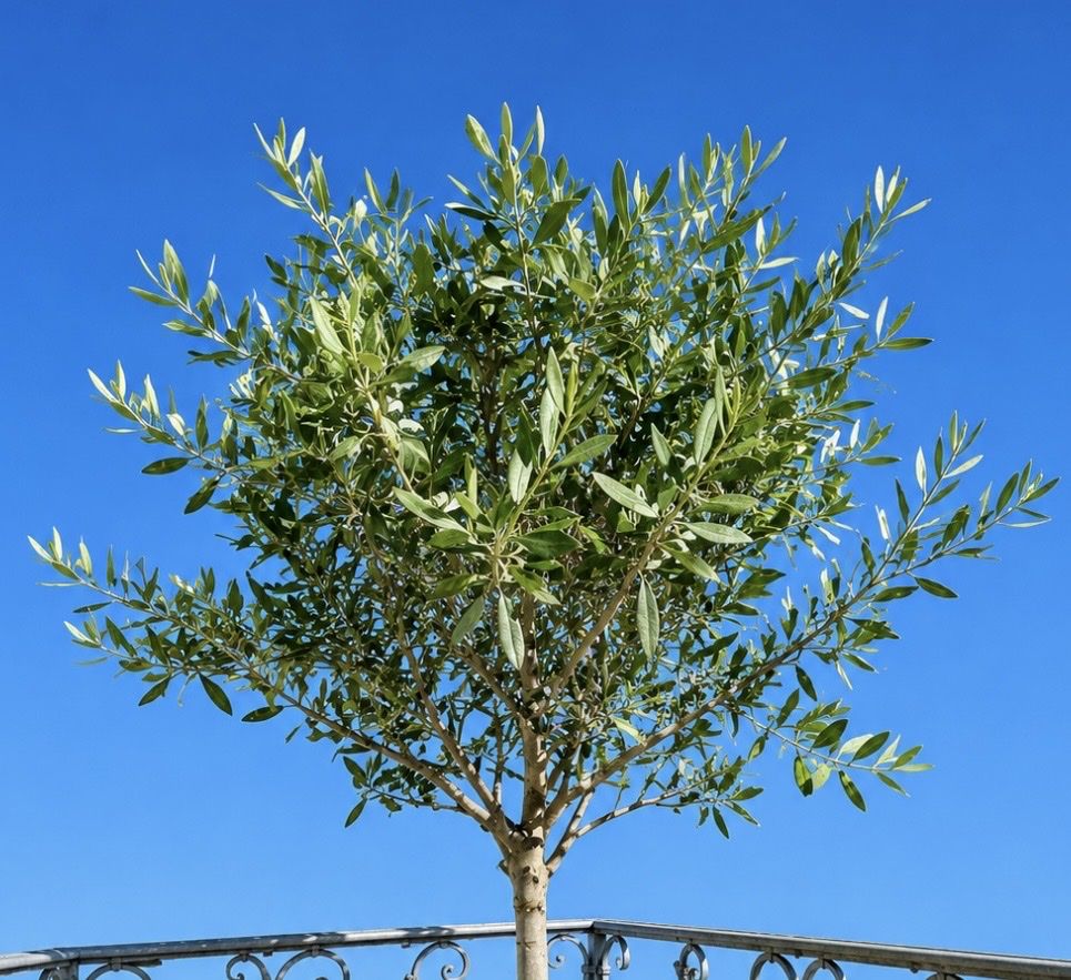Piante & sementi: Olive Tree in Pot Healthy Condition – Usato da Zürich venduto da Mistral61 2