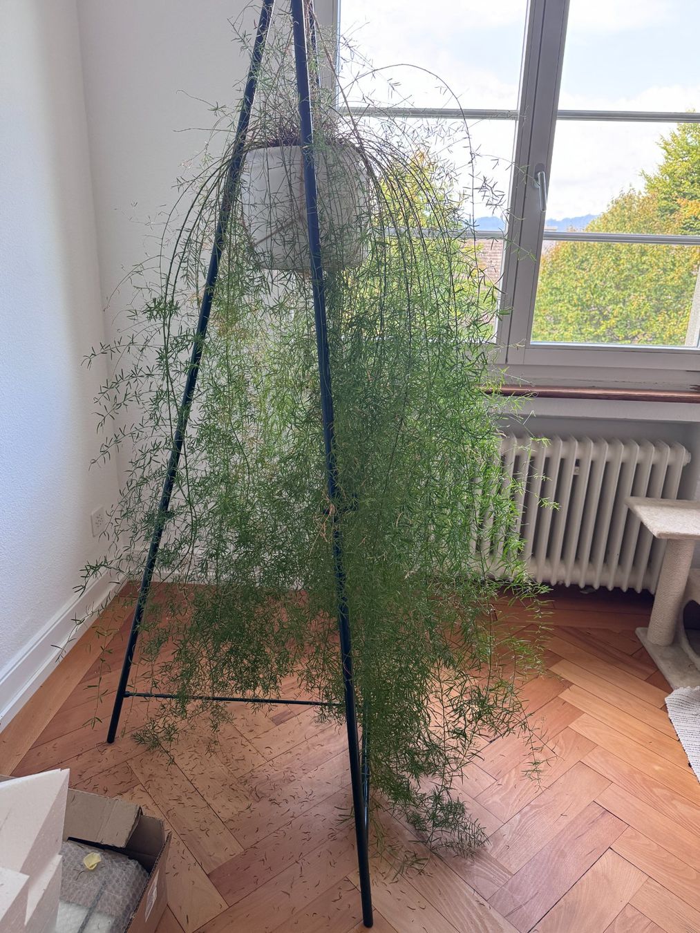 Pflanzen & Samen: Hängepflanze, Asparagus densiflorus – Gebraucht aus Zürich von kas_rr5f 2
