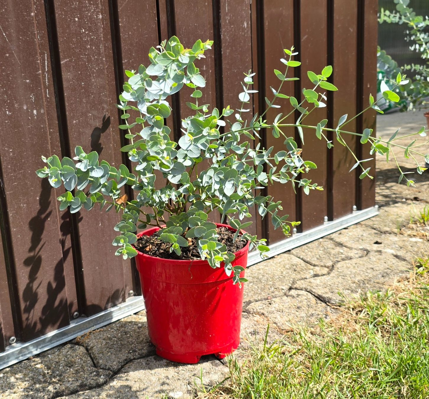 Pflanzen & Samen: kleiner Eukalyptus – Gebraucht aus Aarburg von popkorn65 3