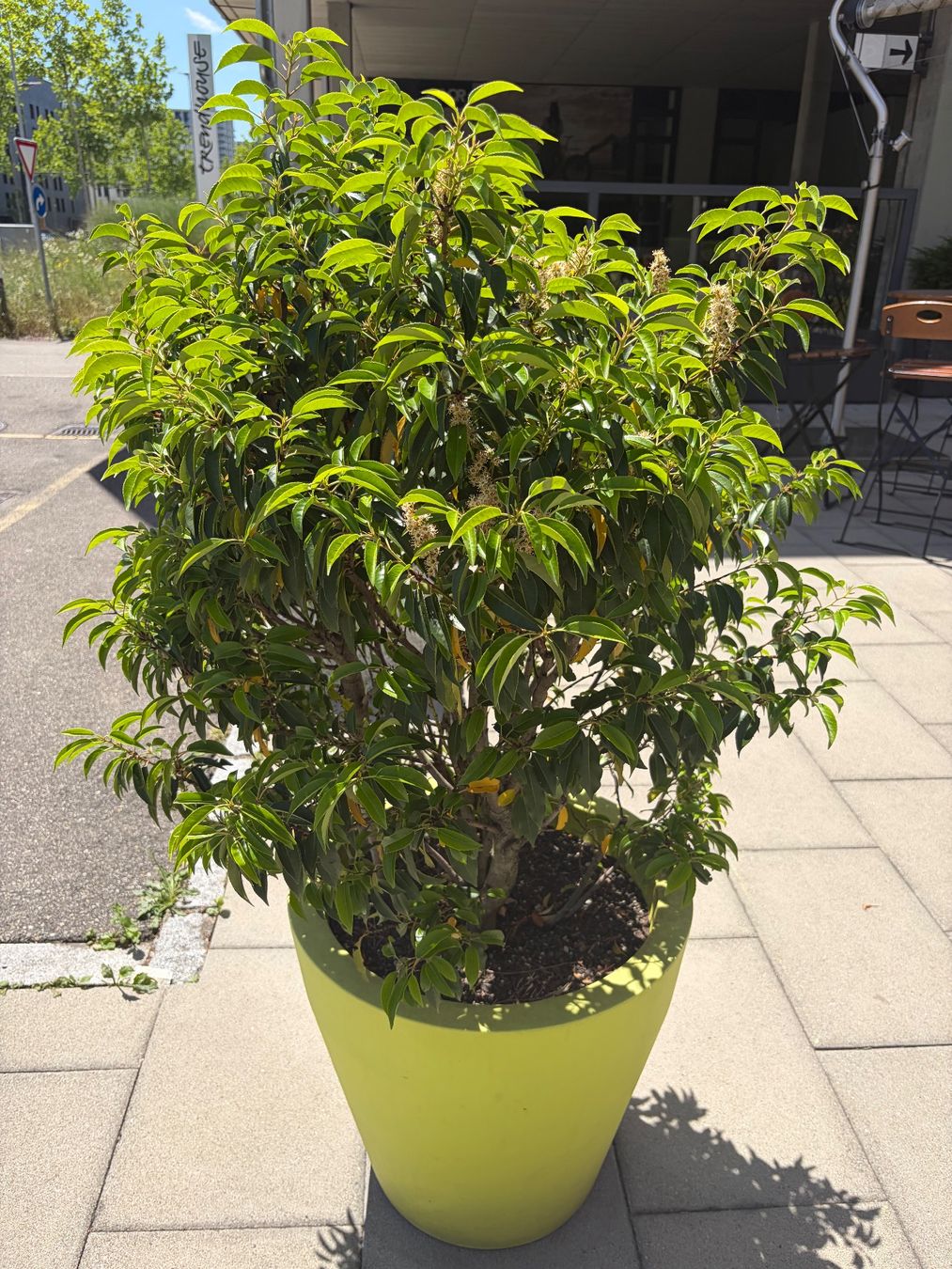 Plantes & graines: Lorbeer im Topf – D'occasion à Glattpark(Opfikon) par denboj 2