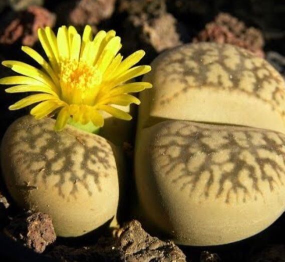 Pflanzen & Samen: Ab 5.- fr Lebender Stein: Litops 10 SAMEN GRAINES SEMI – Neu und originalverpackt aus Rovio von POSITIFFARTandPLANTS 4