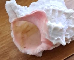 Muschel Dekoration pink weiss