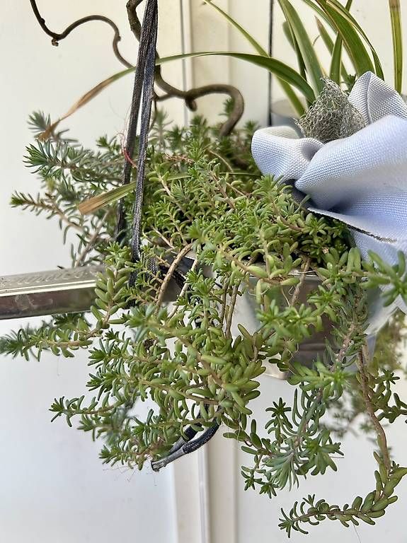 Elettrodomestici da cucina: Blumen in der Passevite  – Usato da Frauenfeld venduto da Irene.Schuppli 1