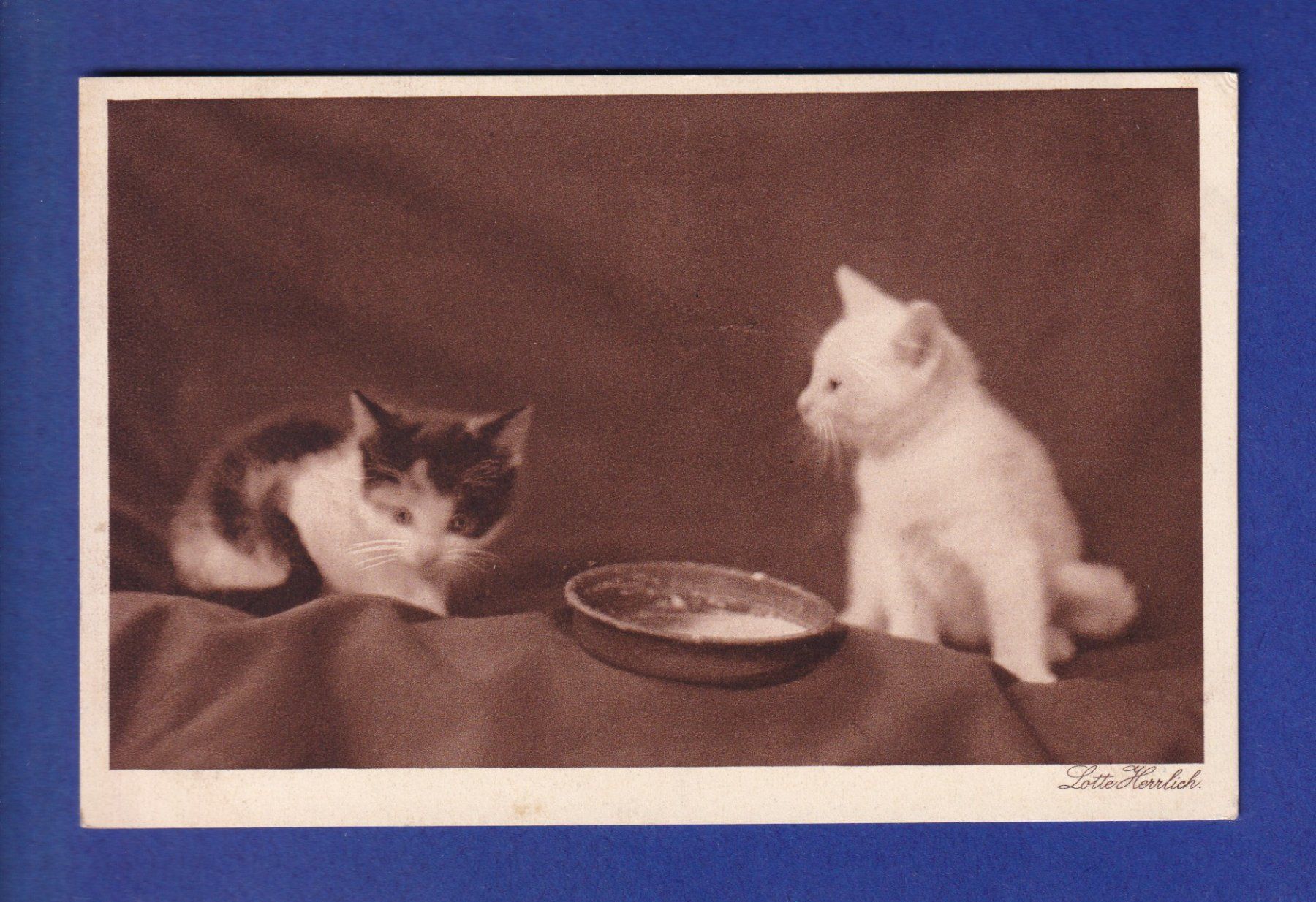 Cartoline postali: CHAT - 2 chatons – Usato da Pully venduto da nicecards-shop