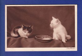 CHAT - 2 chatons