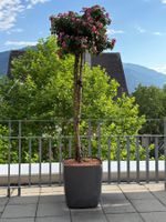 Blühende Stammrose im hochwertigen Topf, ca. 2.5m hoch