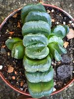 Haworthia Truncata - Sukkulente mit geometrischer Form