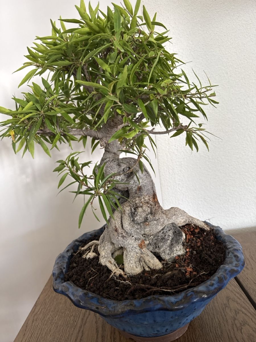 Plantes & graines: Ficus Nerifolia small leaf Ficus – D'occasion à Bülach par Suters0403 3