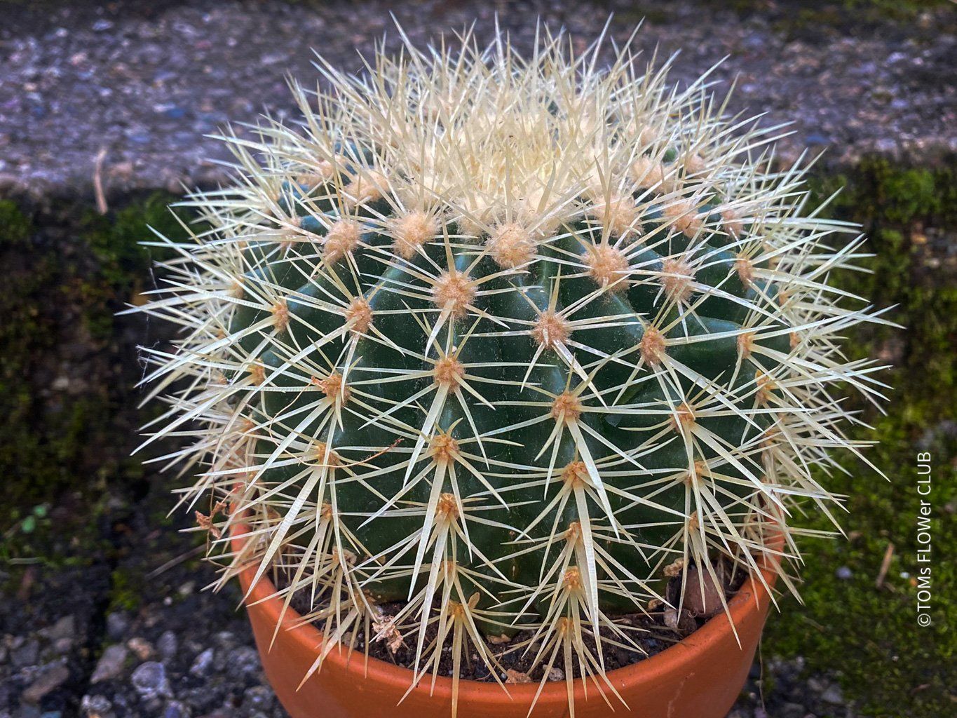 Pflanzen & Samen: Echinocactus Grusonii – „Schwiegermuttersitz" - Kaktus – Neu und originalverpackt aus Adliswil von astom369 6