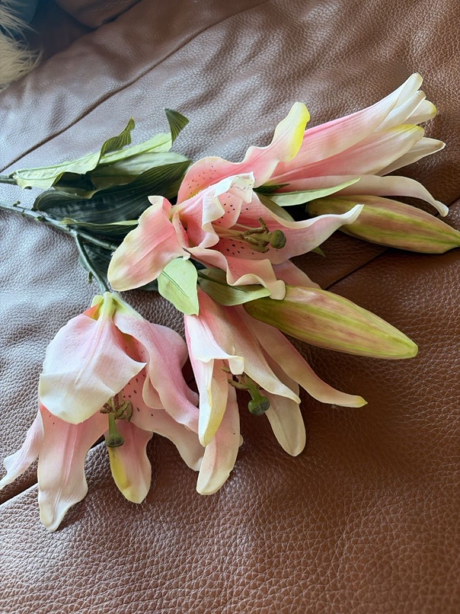 Pflanzen & Samen: Lilien – Gebraucht aus Freidorf TG von ibipatria