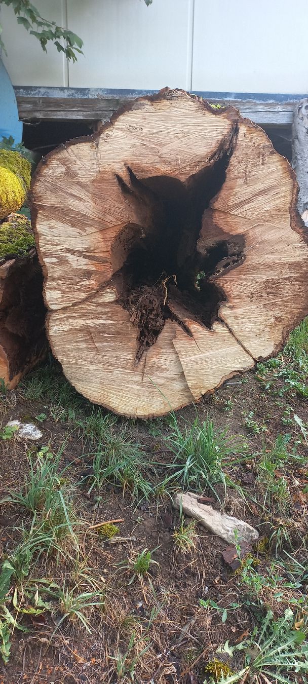 Articles en bois: Birnen Baumstamm mit Rinde, – D'occasion à Frutigen par busch4