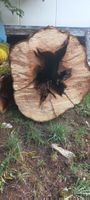 Birnen Baumstamm mit Rinde,
