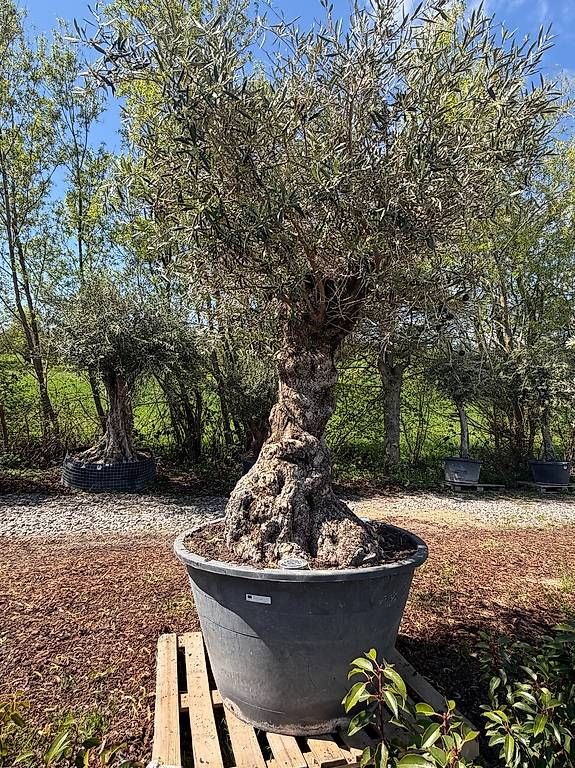 Pflanzen & Samen: Olivenbaum "Olea Europea 5 – Neu und originalverpackt aus Zuckenriet von Thur_Plant 1