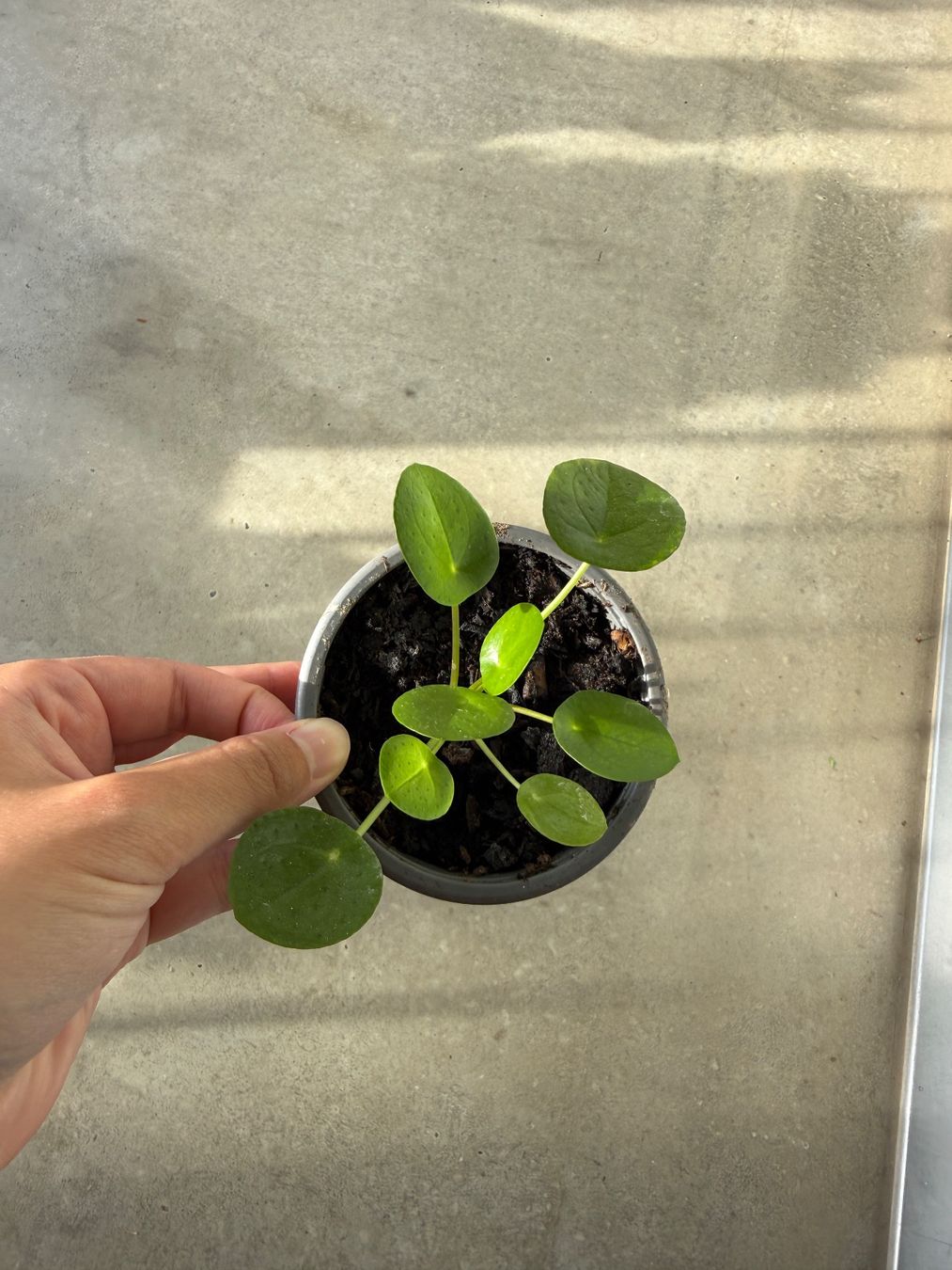 Piante & sementi: Pilea Pflanze – Usato da Bern venduto da Wil.Wayne 1
