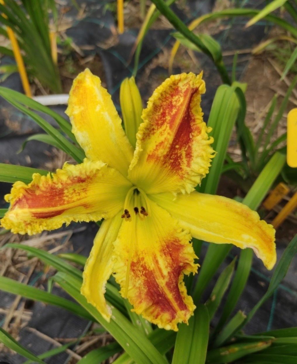 Plantes & graines: Hemerocalle outer limits – D'occasion à Lajoux JU par Briard0