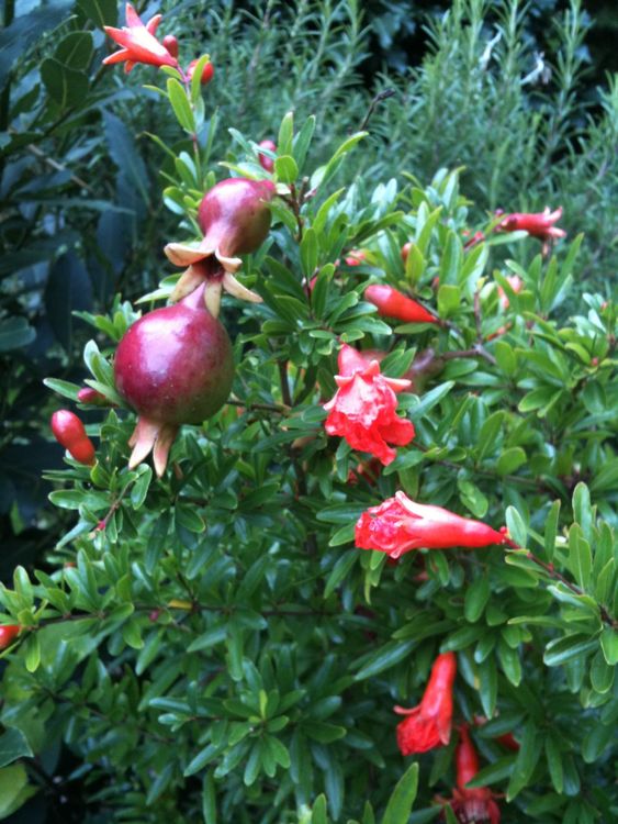 Granatapfel (Punica granatum) eine Pflanze! Kaufen auf Ricardo