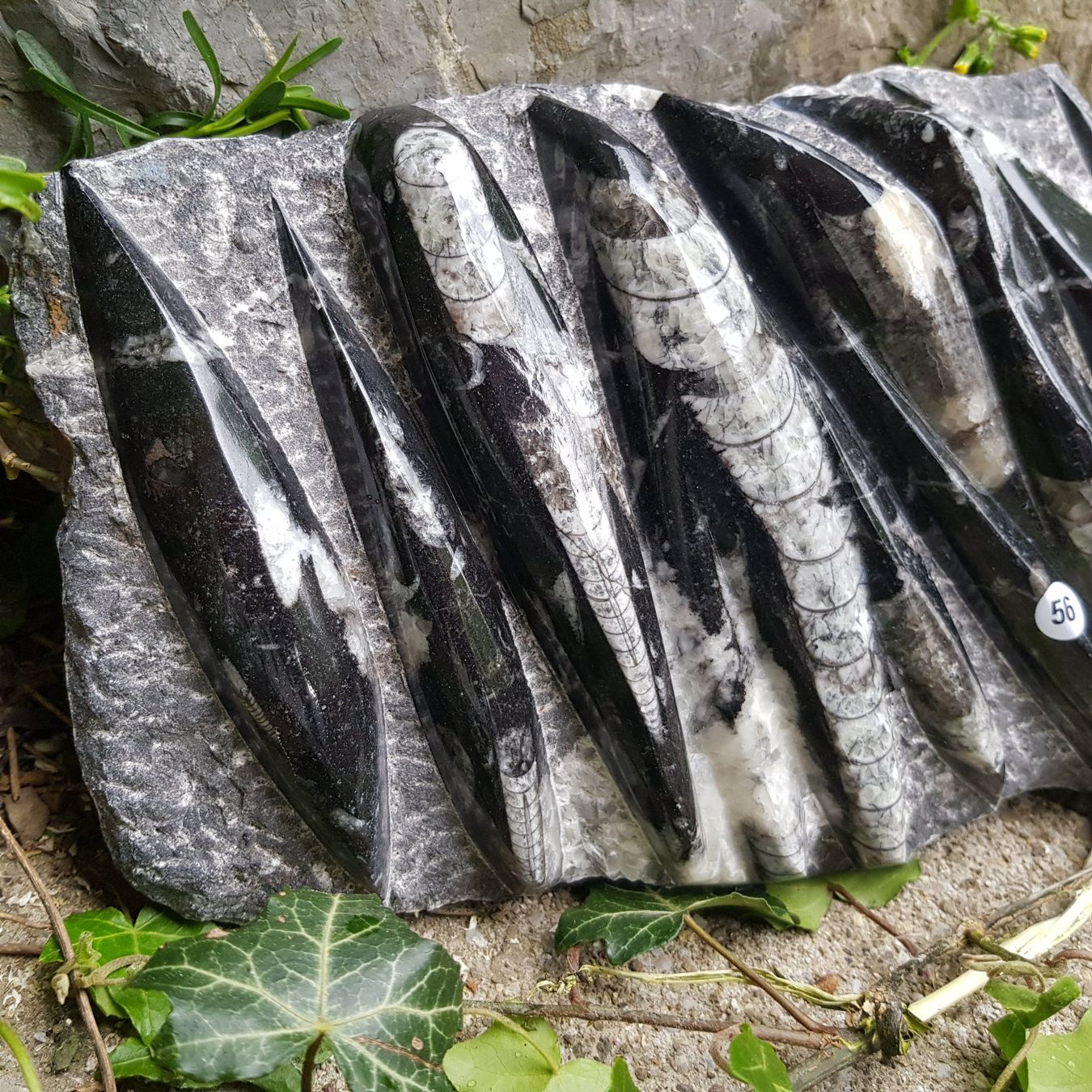 Fossilien: Orthoceras Platte 3.15Kg – Neu (gemäss Beschreibung) aus Schwanden-Brienz von Testudo06 3