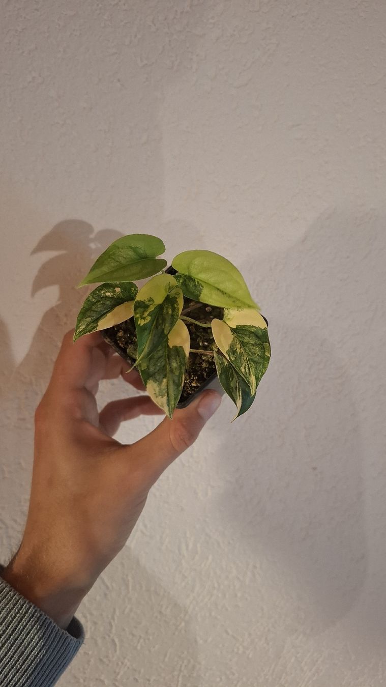 Piante & sementi: Monstera siltepecana aurea variegata – Usato da Hausen AG venduto da Pflaenzlioase