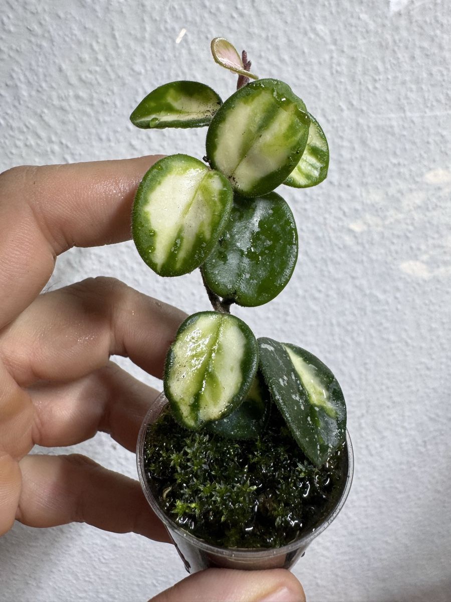 Piante & sementi: Hoya 'Mathilde' variegata – Usato da Zürich venduto da thishoyaofmine