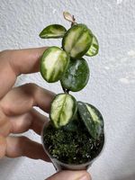 Hoya 'Mathilde' variegata
