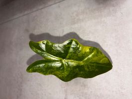 Alocasia Pseudo Sanderiana Aurea
