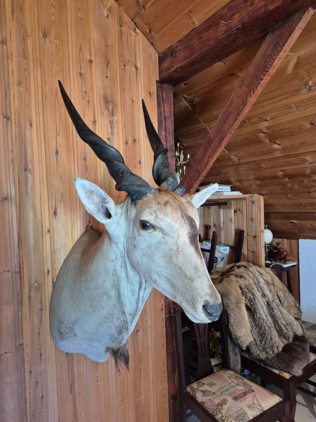 Il mondo degli animali: Trophée chasse éland du Cap / Elenantilope Jagdtrophäe – Usato da Treyvaux venduto da Kbh2000 5